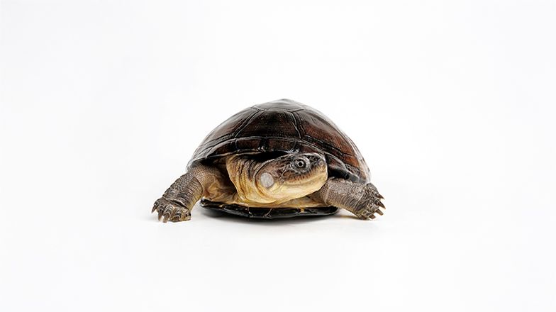 African Sideneck Turtle 3 Card Image
