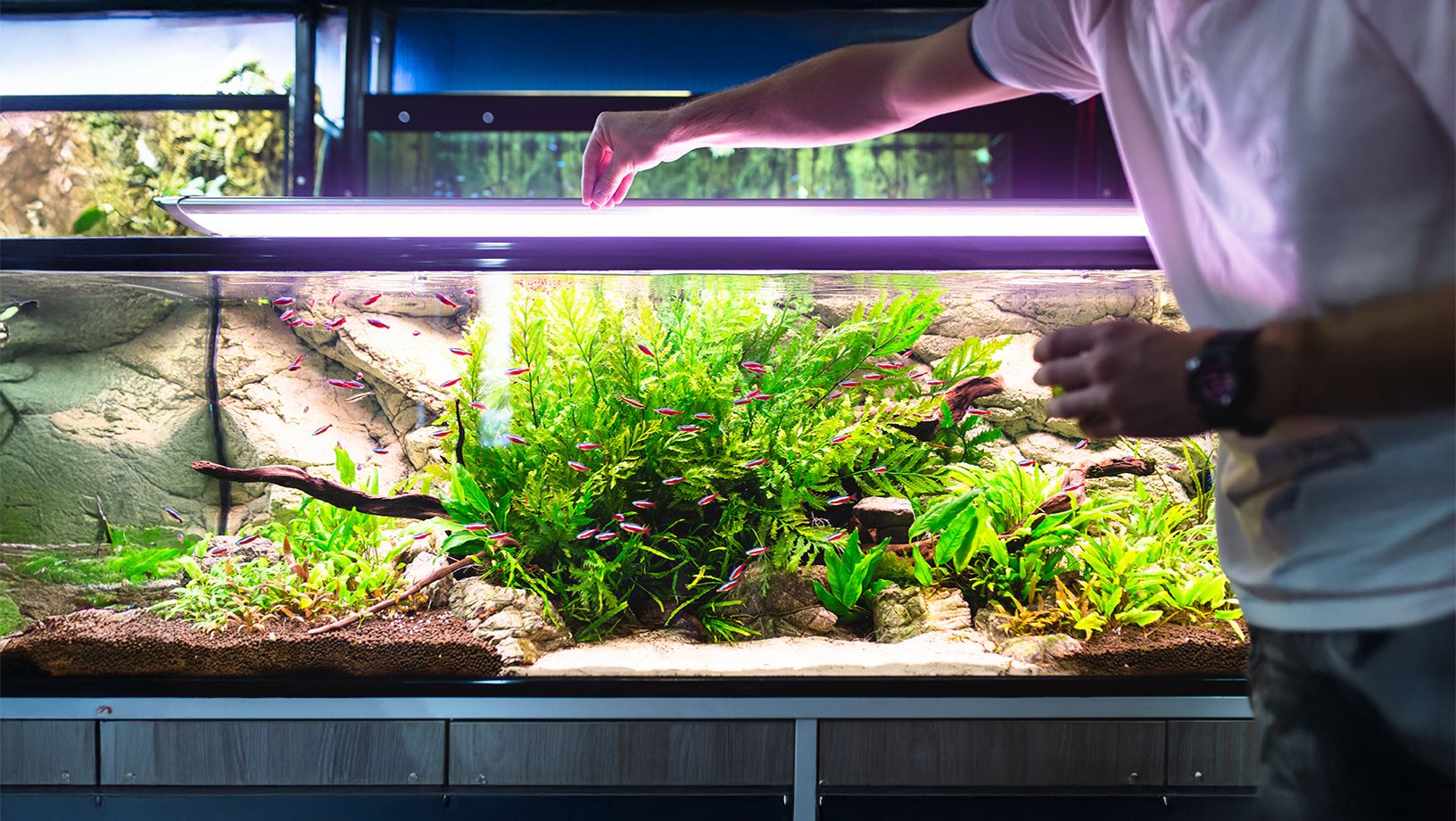 Aquatic Pet Feeding Guide Article Hero Image