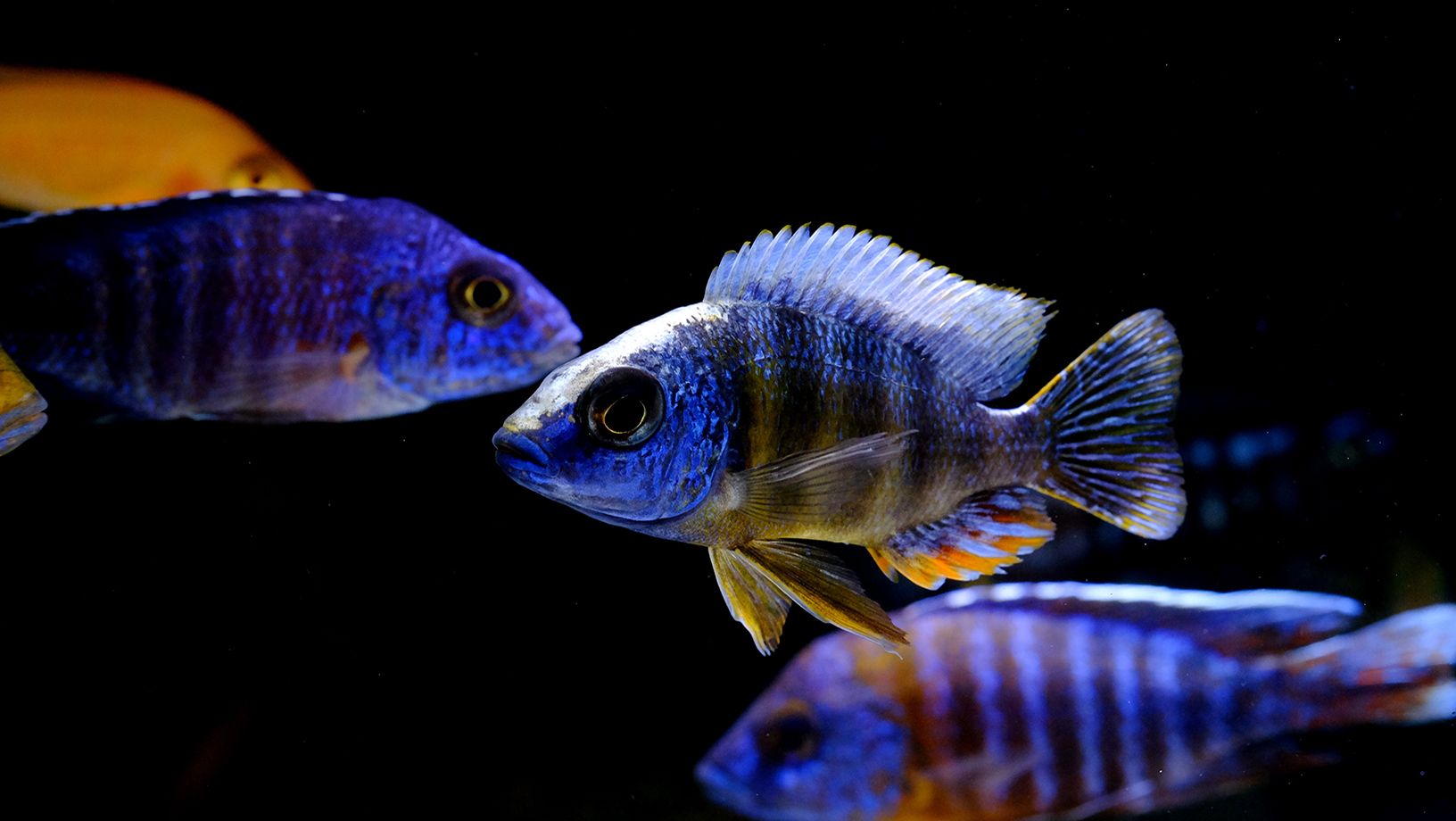 Cichlid Guide Article Hero Image