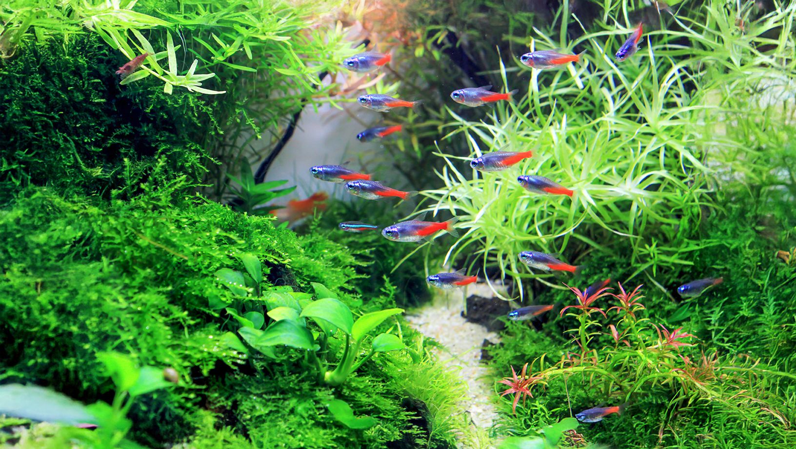 Community Fish Hero Image