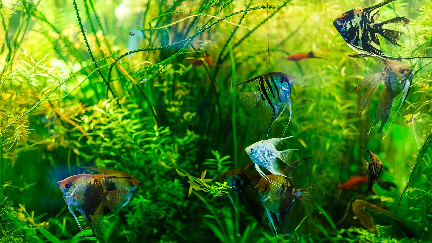 Semi-Aggressive Fish Hero Image