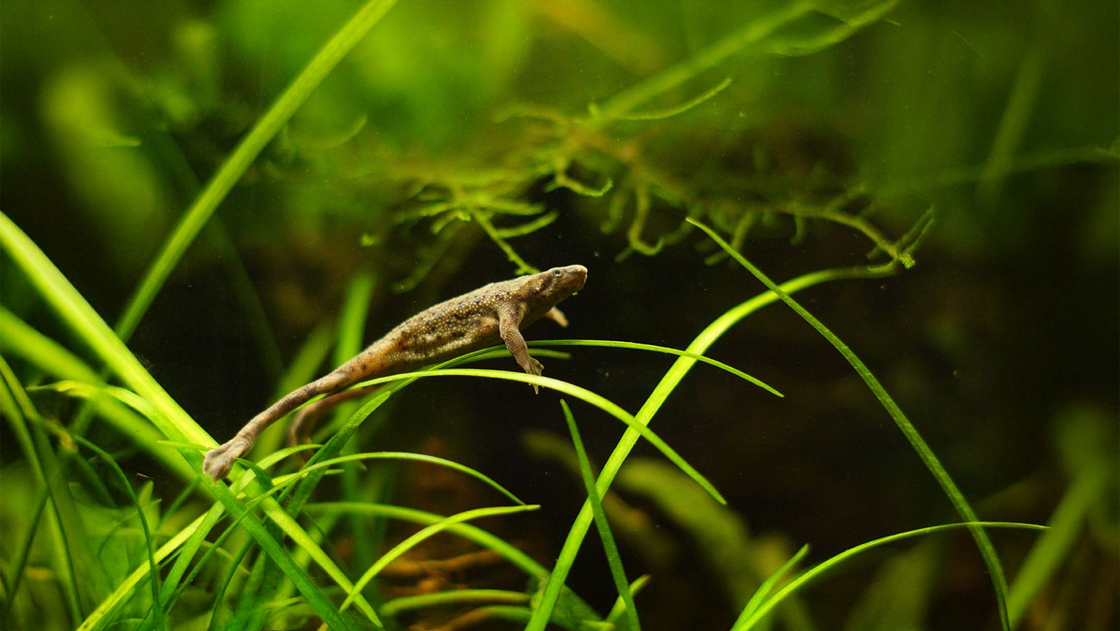 African Dwarf Frog Hero Image