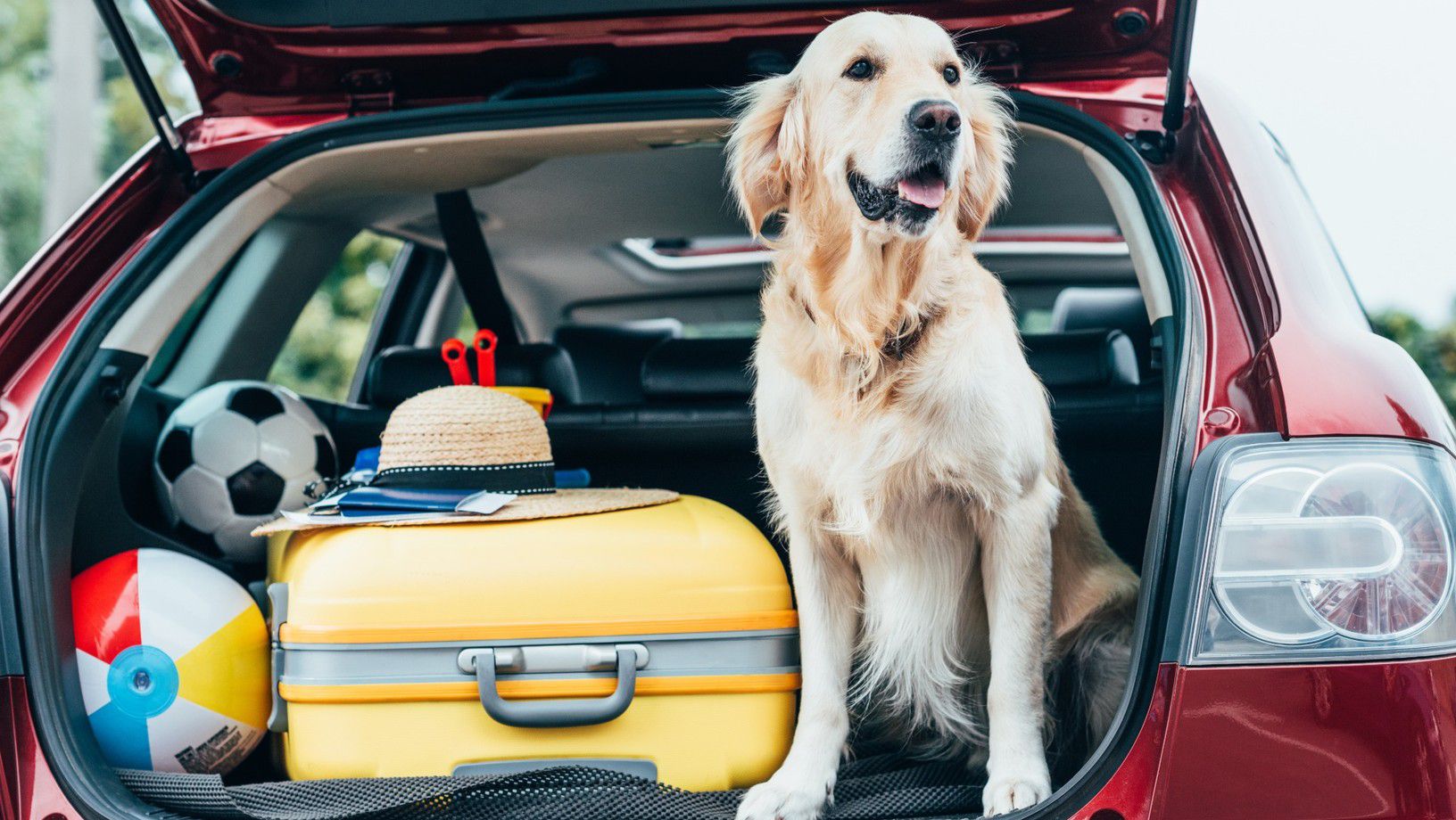 Golden retriever sitting in the open trunk of a vehicle beside a suitcase, beach ball, and travel accessories.