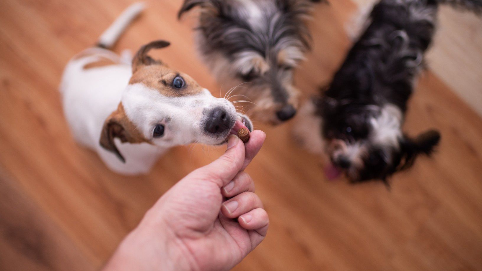 Owner giving treats to a group of dogs indoors.