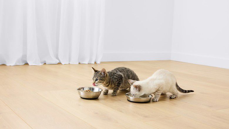 two kittens drinking from their silver bowls