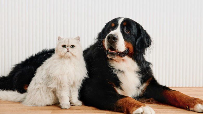 Cat sitting next to a large dog indoors