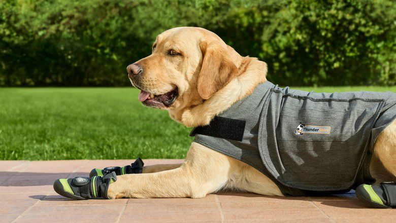 Yellow labrador in thunder vest sun bathing.