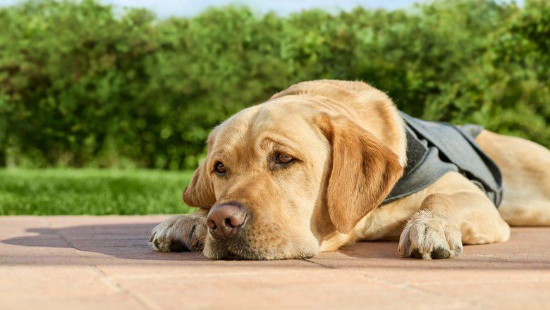 Dog wearing a harness resting on a patio