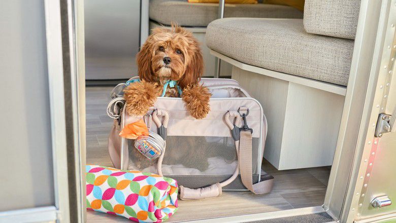 Cute puppy in carrier ready to travel