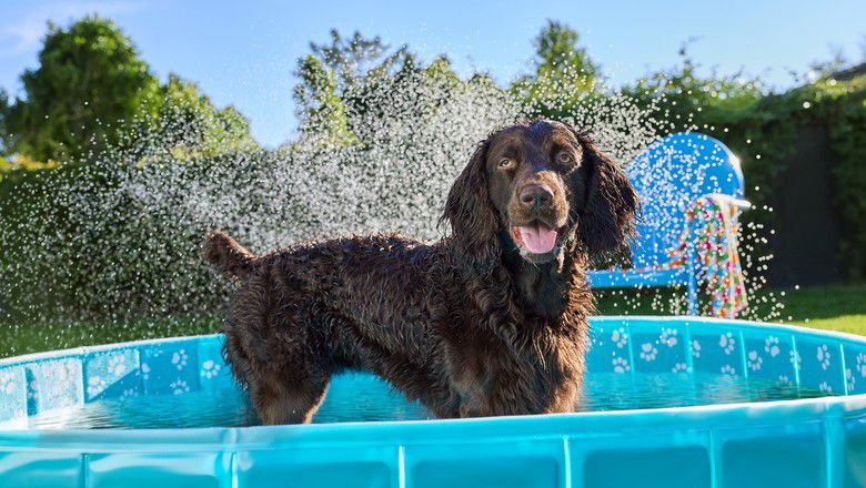 Dog cooling off in a backyard pool