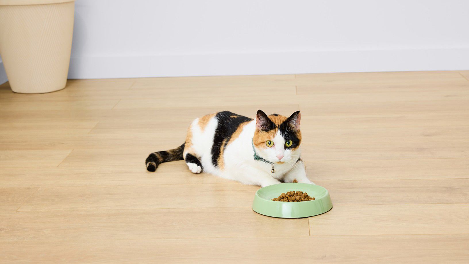 Cat lying on the floor next to a bowl of food