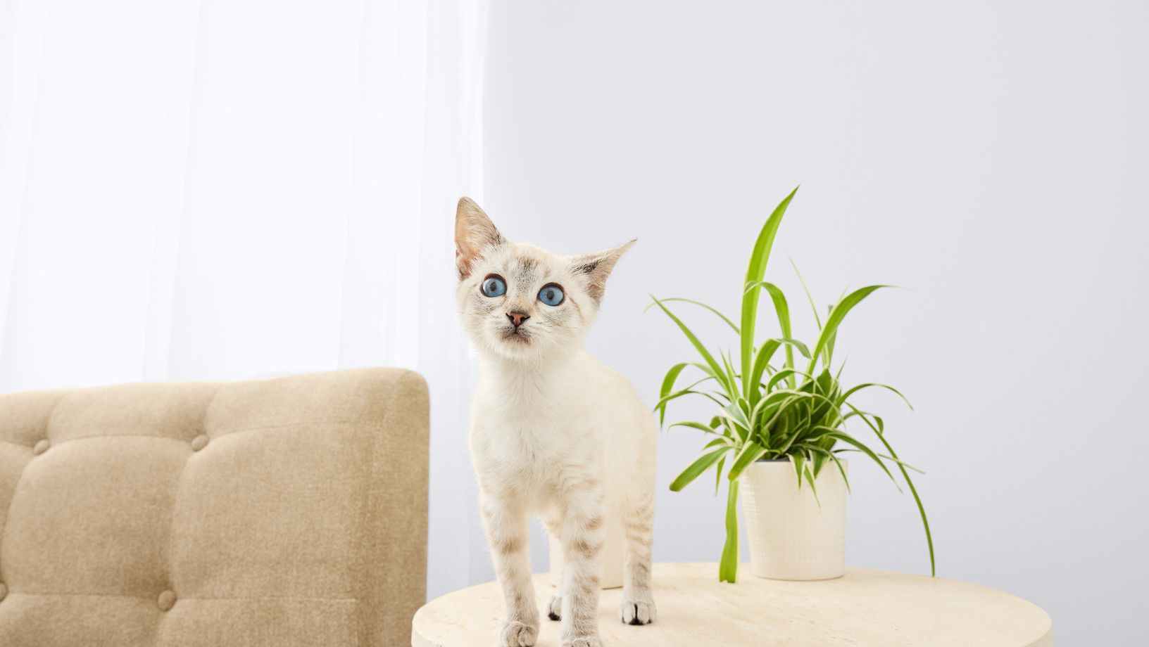 Cat standing on a table next to a houseplant