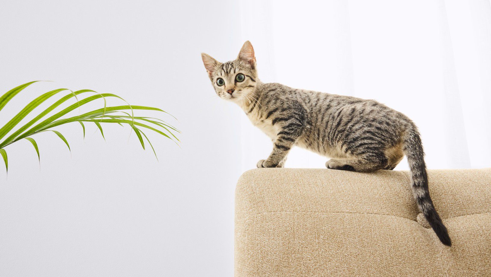 Tabby cat standing on the back of a couch