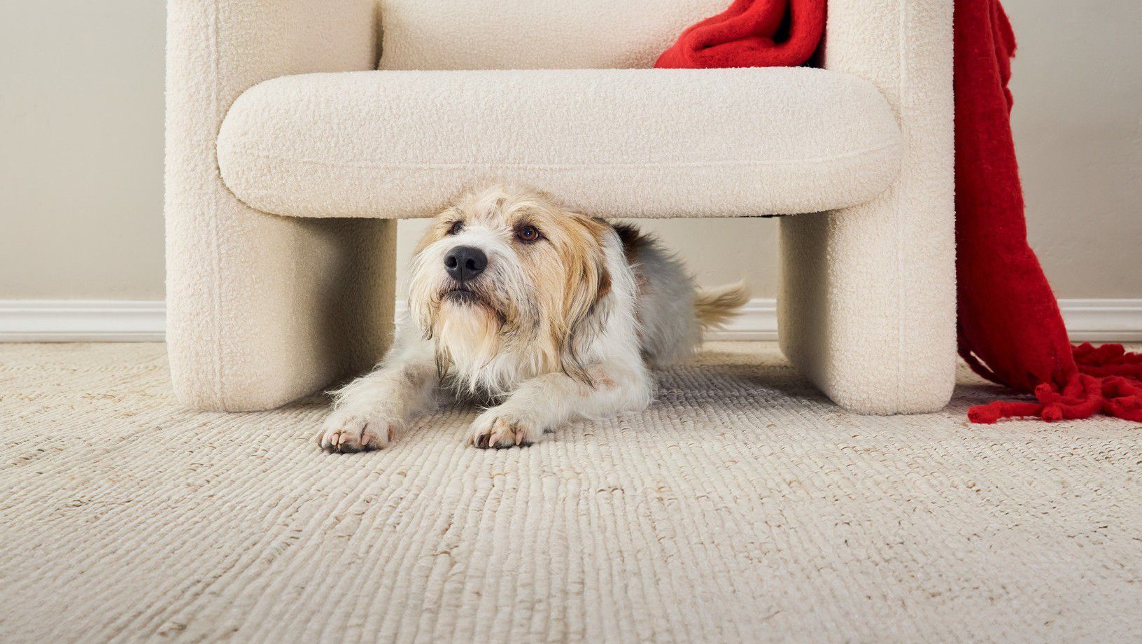 Dog lying under a chair indoors