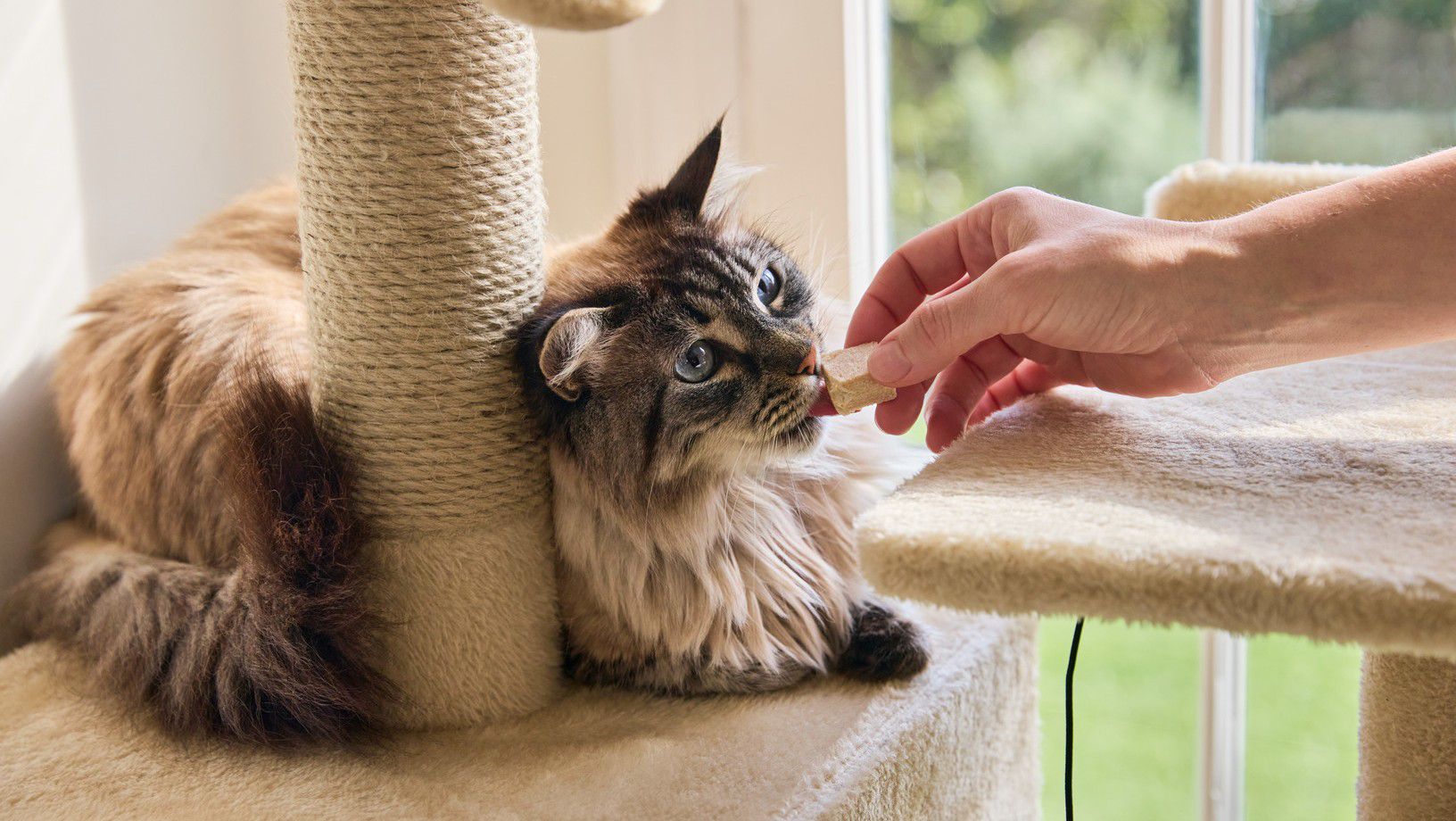 cat getting treat from owner