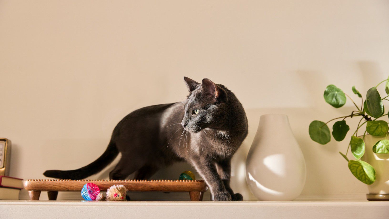 Cat standing on a shelf next to toys and a houseplant
