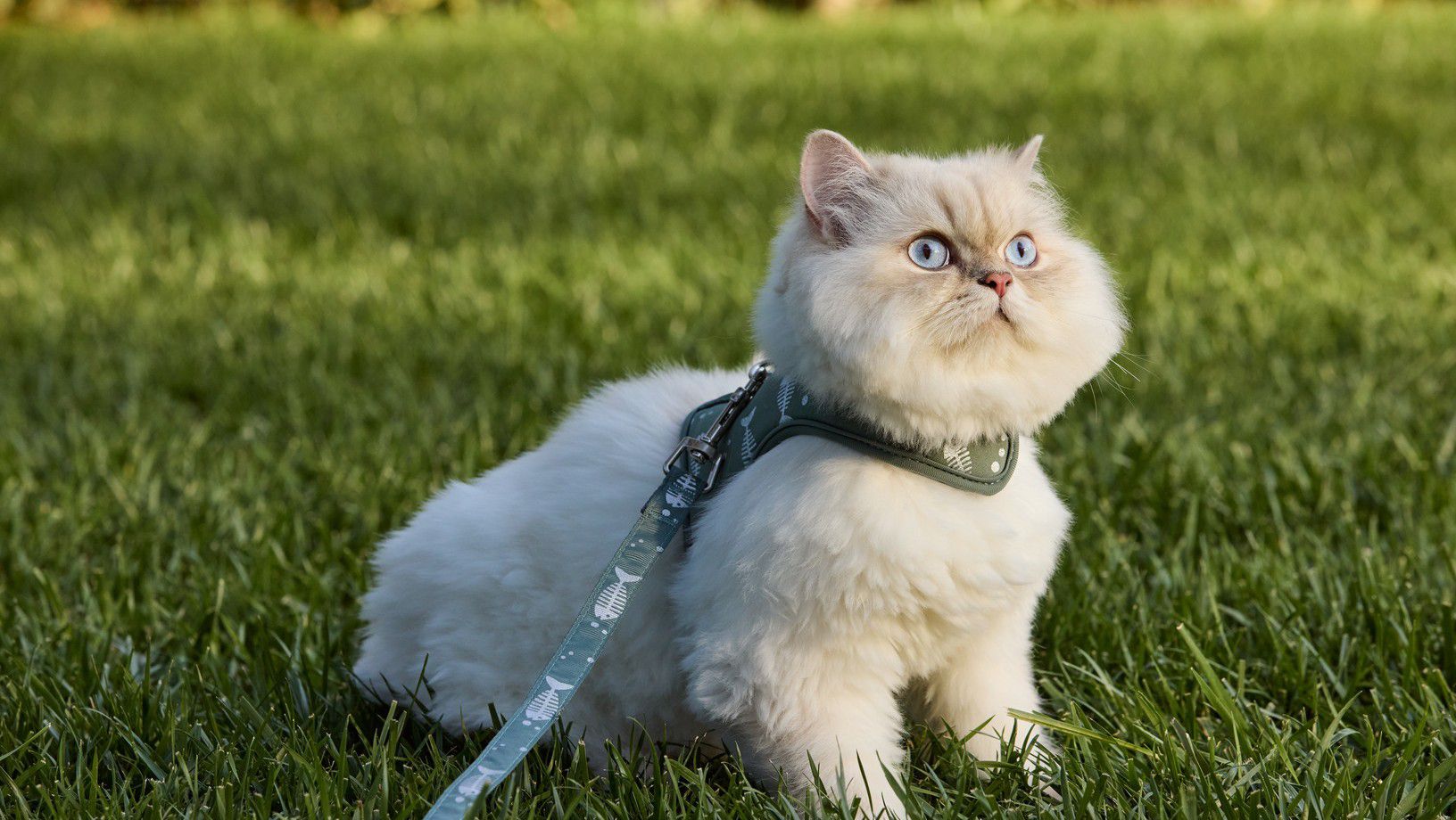 Cat on a leash sitting outdoors in the grass