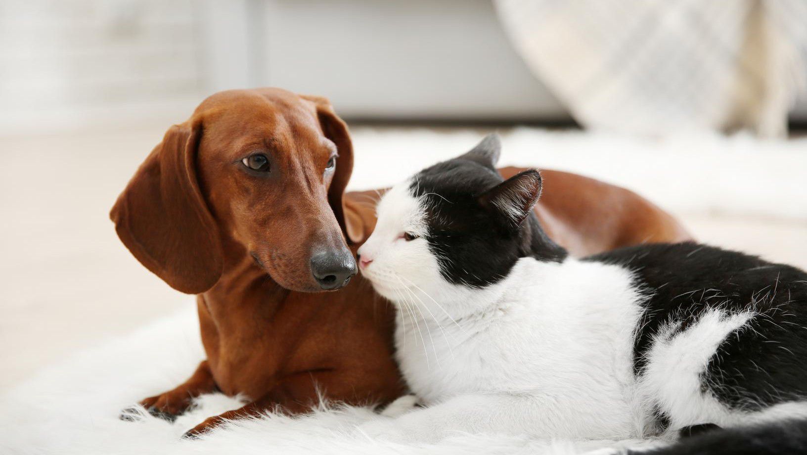Small brown dog and black-and-white cat lying together on a rug indoors