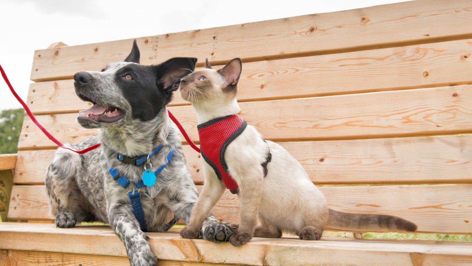 Dog and cat sitting together on a bench outside