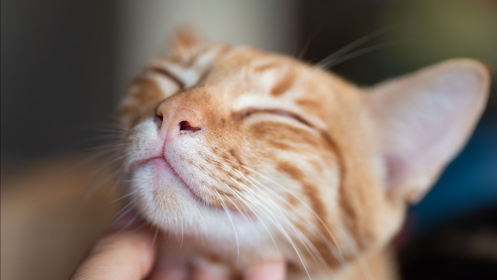 Orange cat receiving chin scratches