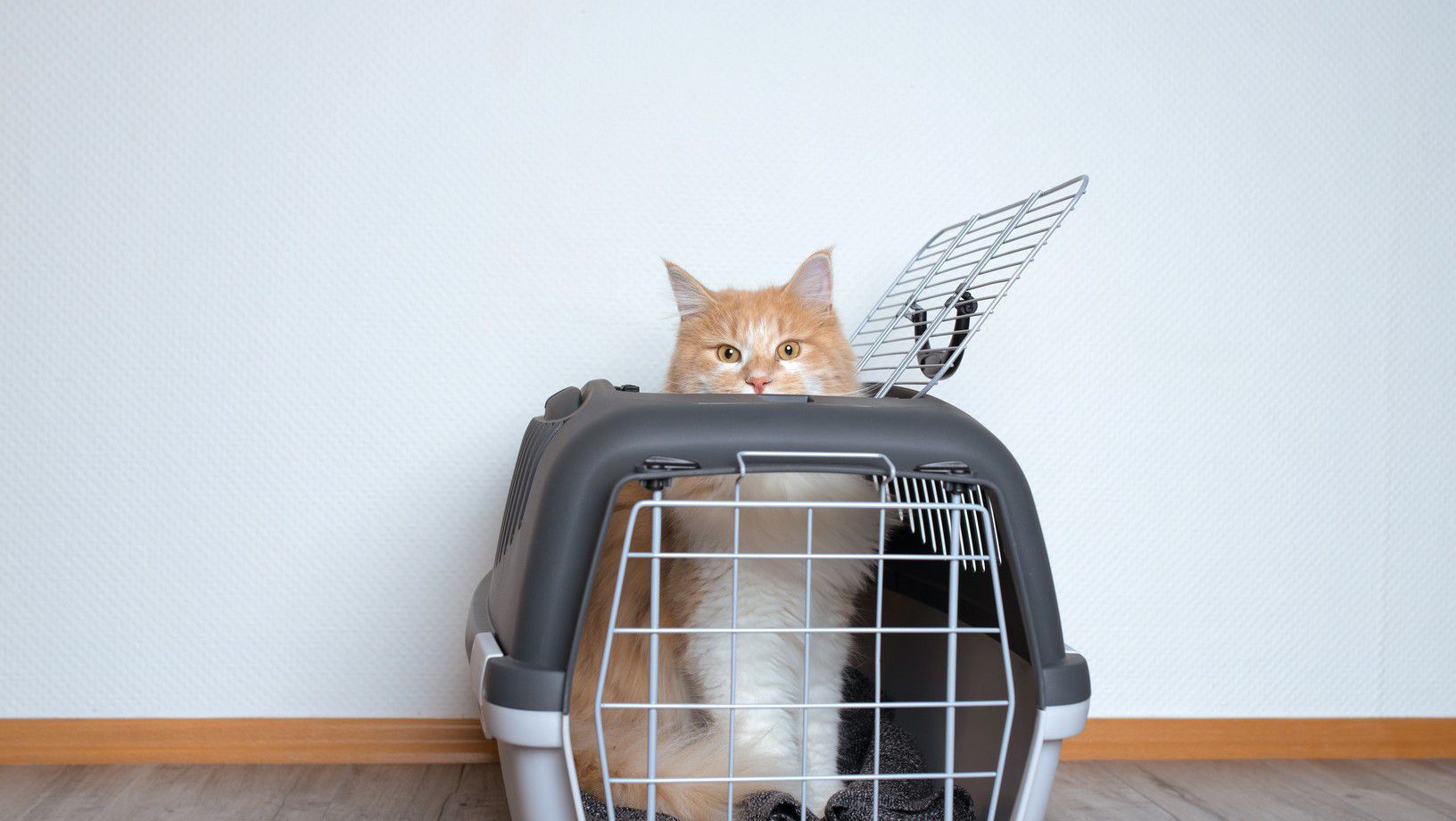 Orange cat sitting inside a cat carrier during cat adoption