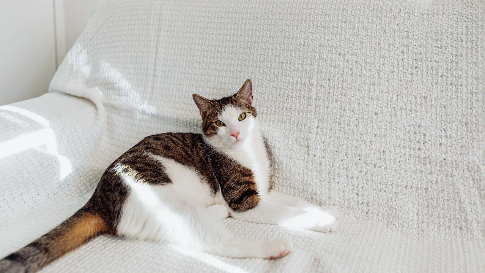 Cat lying on a white couch indoors