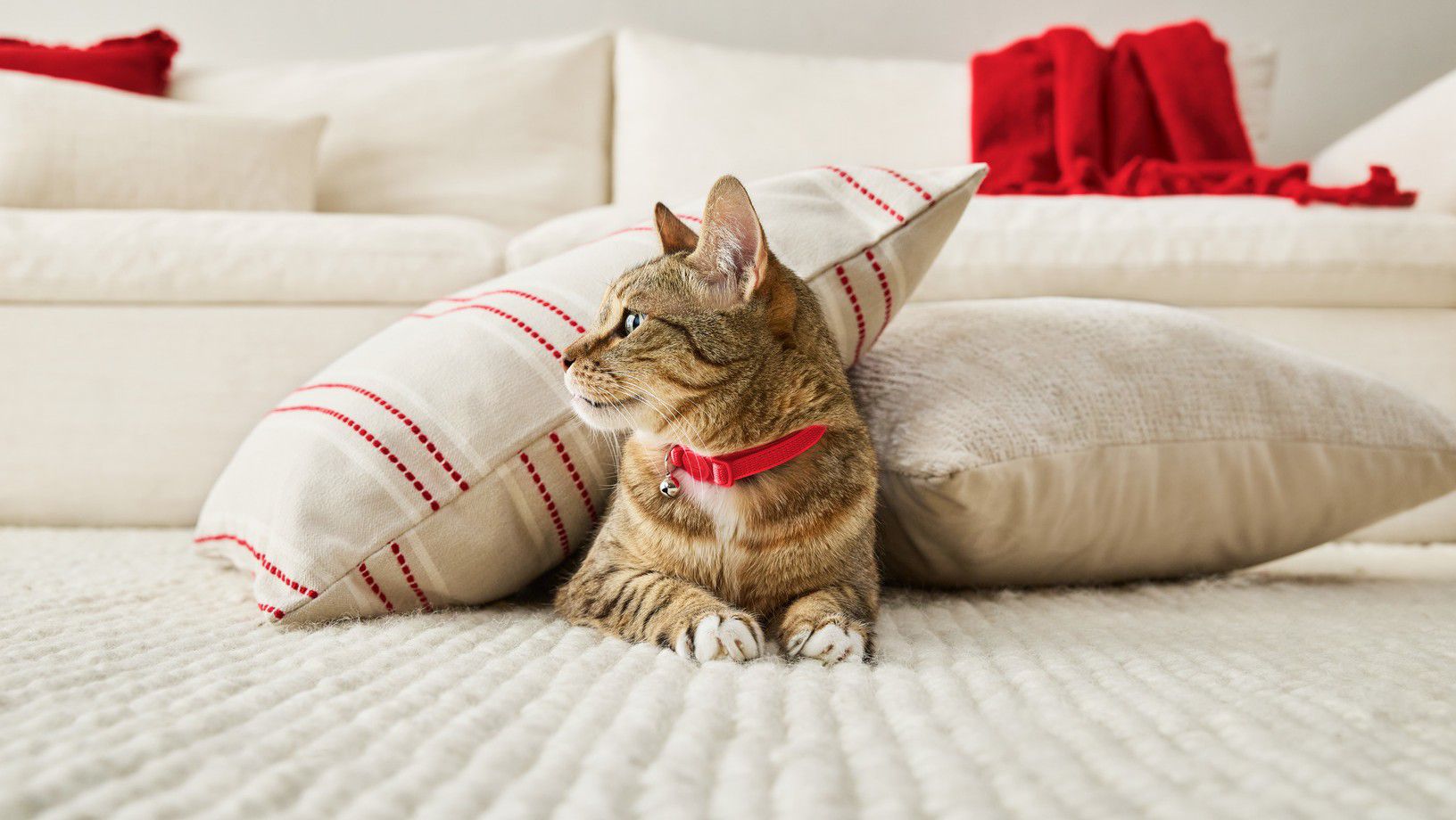 Cat resting on carpet before cat nail trimming