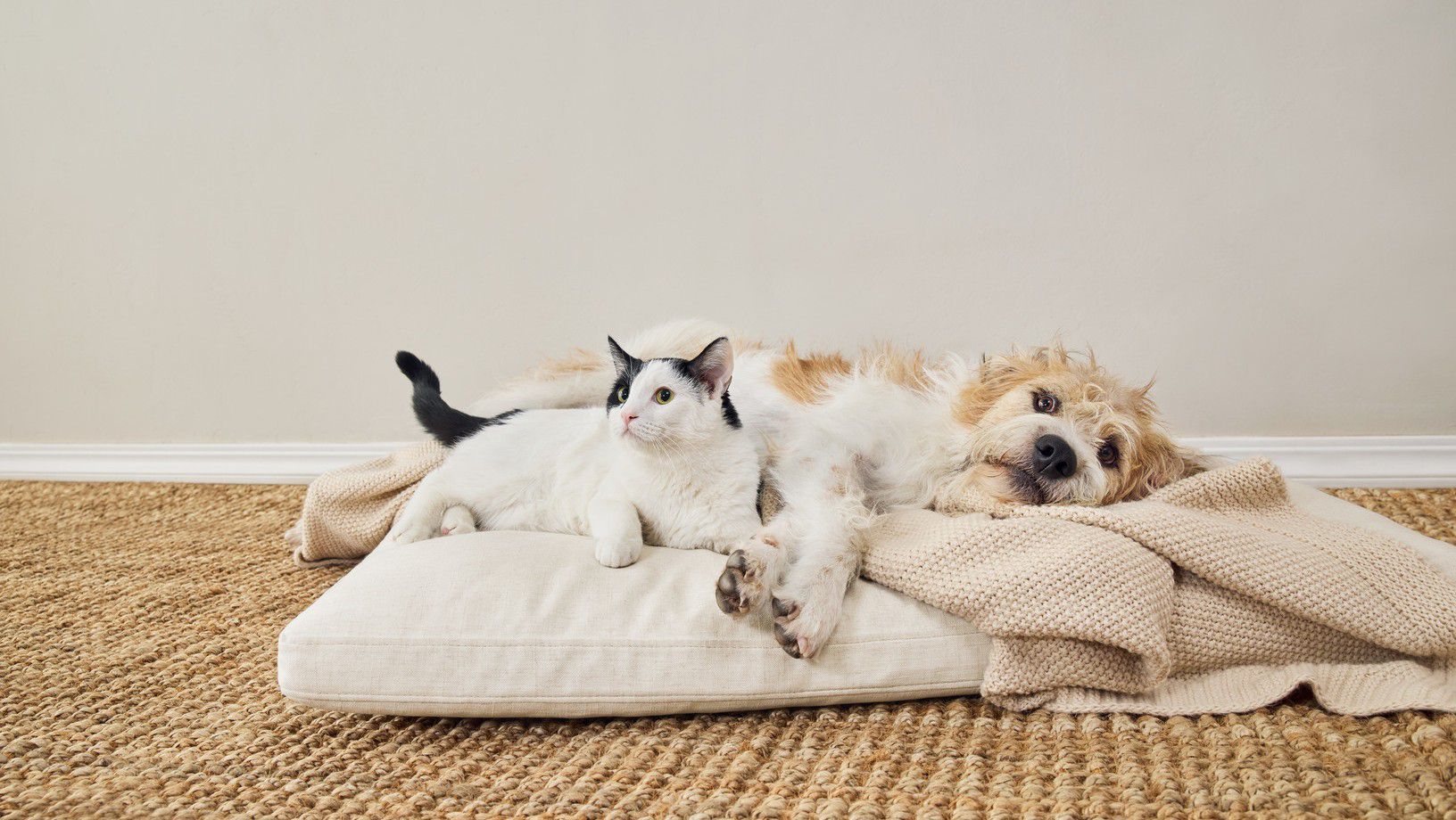 Dog and cat laying together on a bed indoors