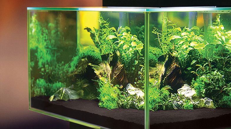 Planted aquarium aquascape with green aquatic plants, driftwood, and fish swimming in a glass tank