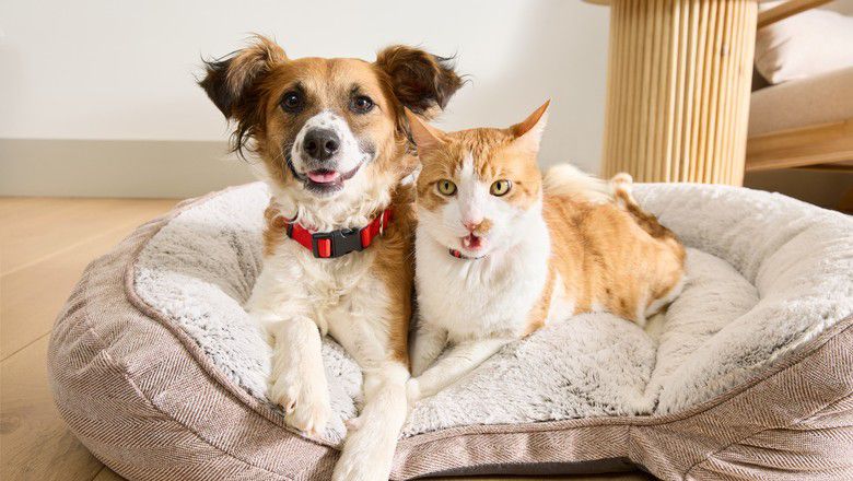 Dog and cat laying together on a bed indoors