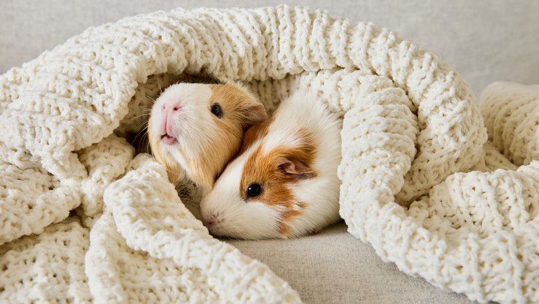 Two guinea pigs cuddled in a soft blanket