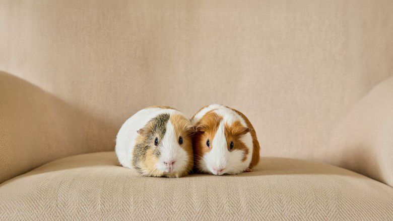 Two guinea pigs sitting together on a chair