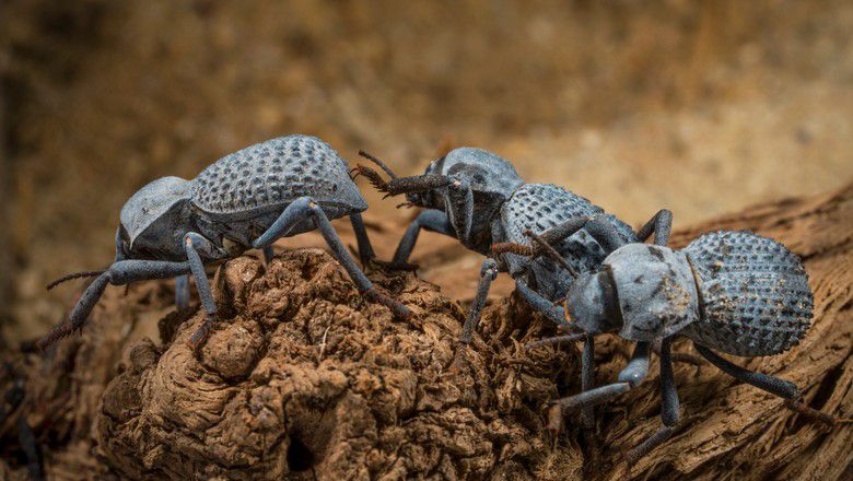 Group of death-feigning beetles on wood