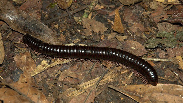 Millipede crawling across leaf litter