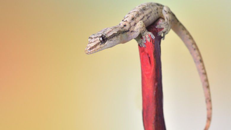 Mourning gecko resting on a branch