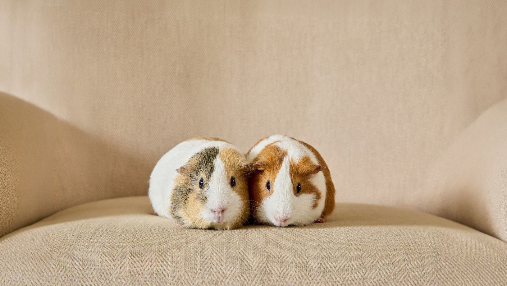 Two guinea pigs sitting together on a chair