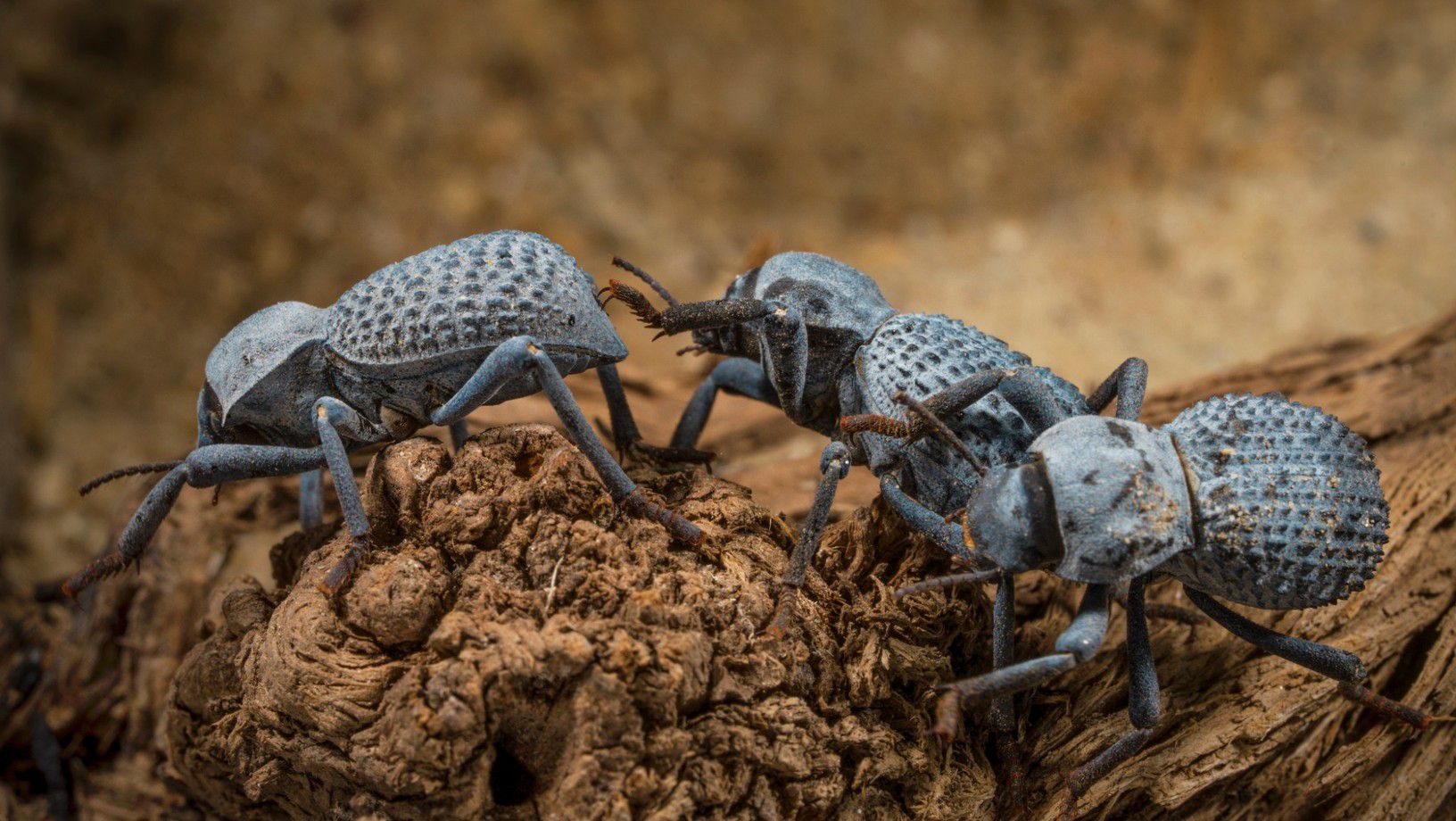 Group of death-feigning beetles on wood