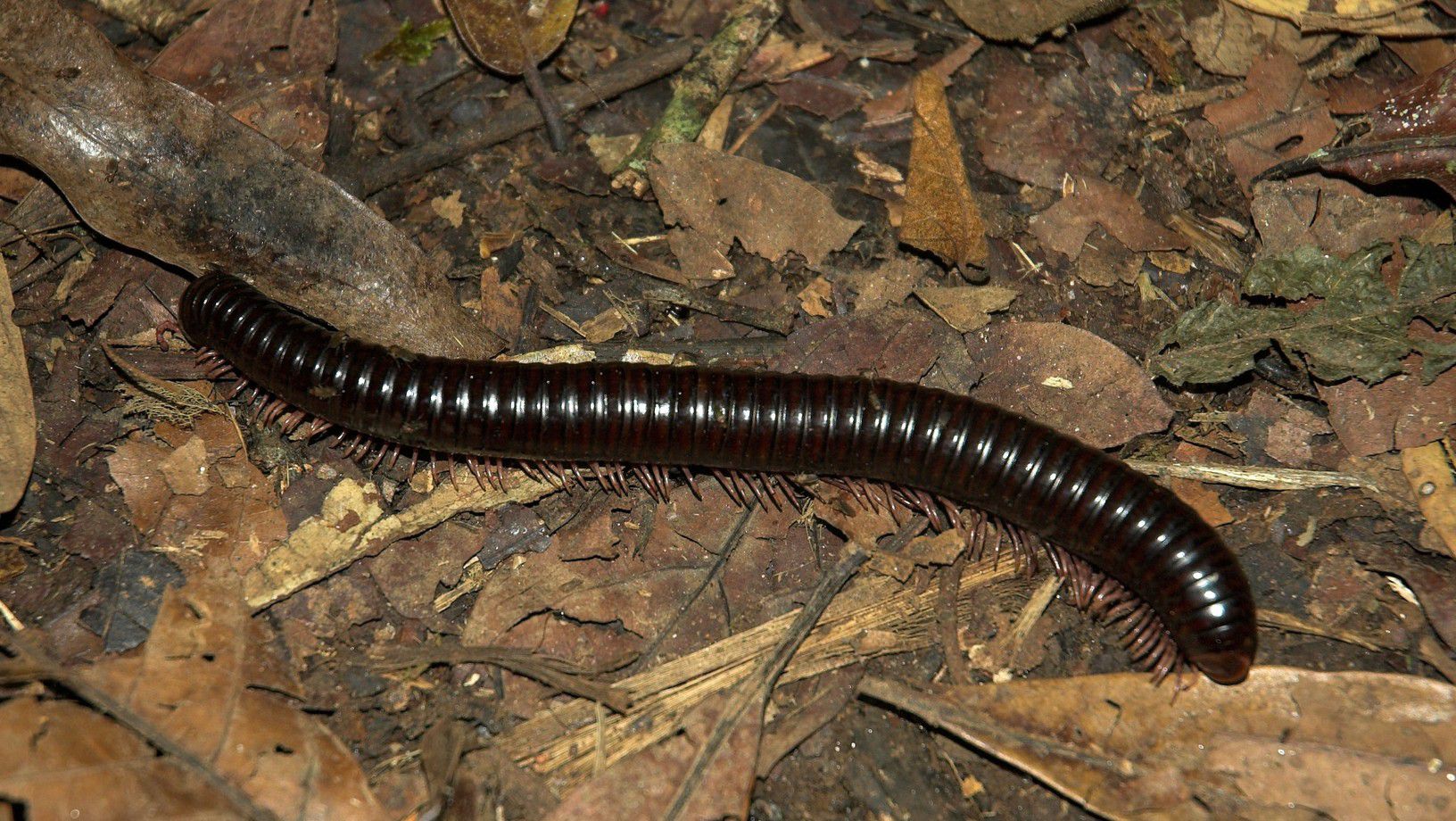 Millipede crawling across leaf litter