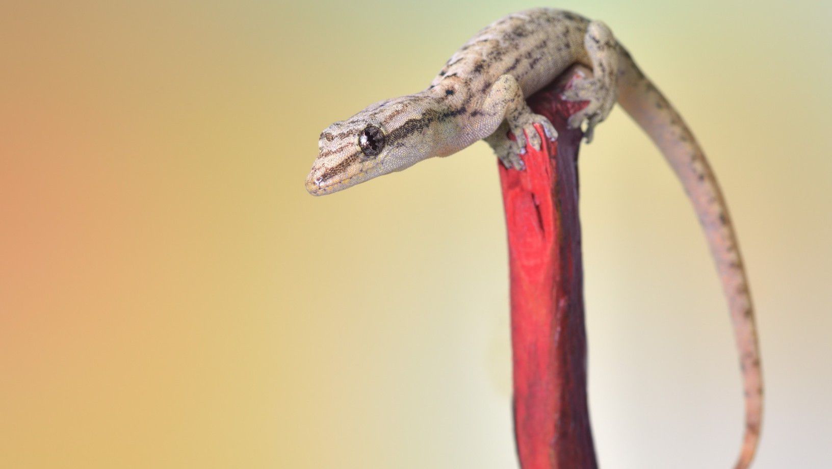 Mourning gecko resting on a branch