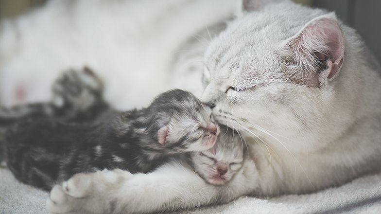 Litters Can A Cat Have Card Image