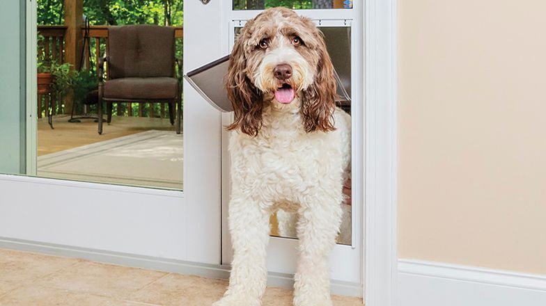 Doggie Door Image Card Image