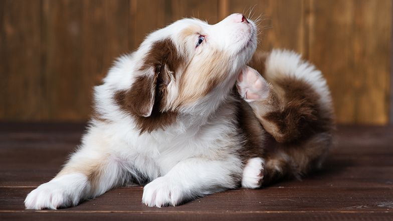 Natural Flea Treatment Scratching Puppy Card Image