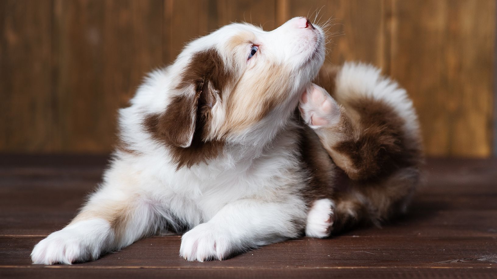 Natural Flea Treatment Puppy Scratching Hero Image