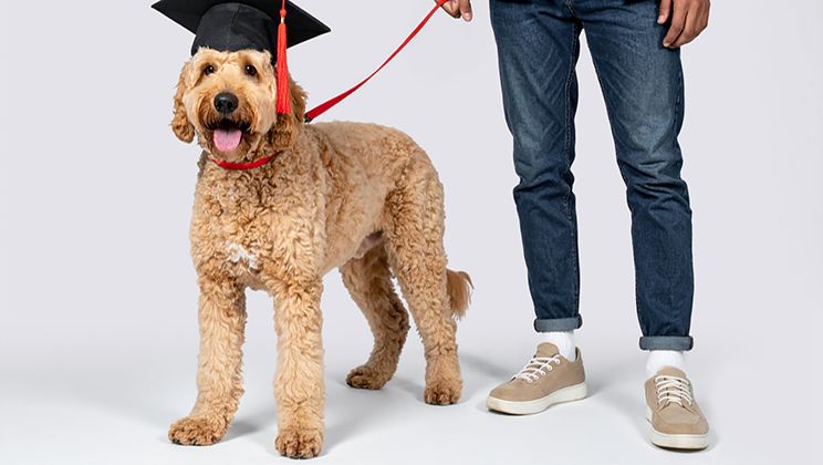 Dog Training Essentials Card Image