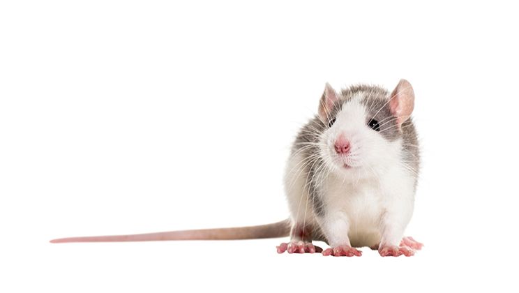 White Rat Care Guide Card Image