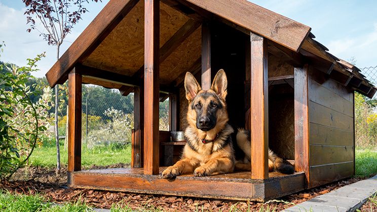 Dog House Card Image