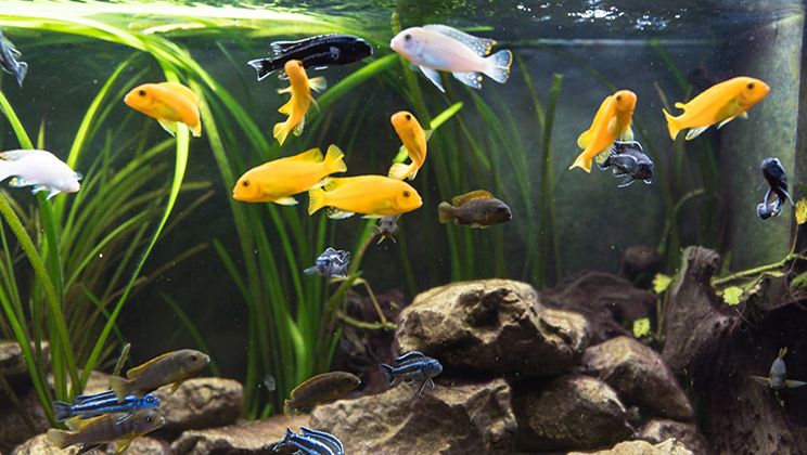 Automatic Fish Feeder Card Image