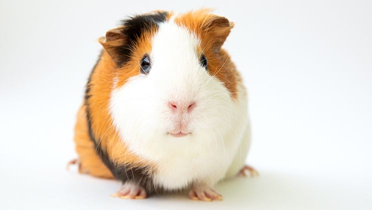Guinea Pig Care Guide Card Image