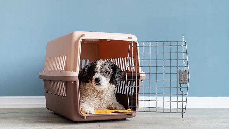 Puppy Crate Card Image