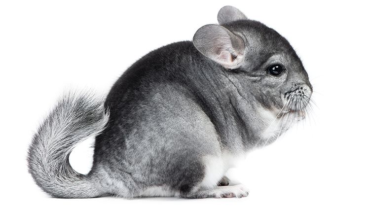 Chinchilla Care Guide Card Image